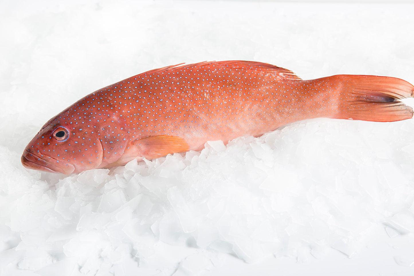 Australia Coral Trout 500/800gm (10kg box)