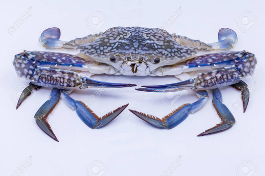 Australia Blue Swimmer Crab Female Large (10kg box)