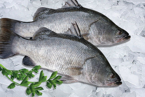 Barramundi Whole Cleaned 600/800gm Taiwan (10kg box)