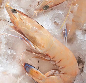 South Australia Raw King Prawn U/8 XL (5kg box)