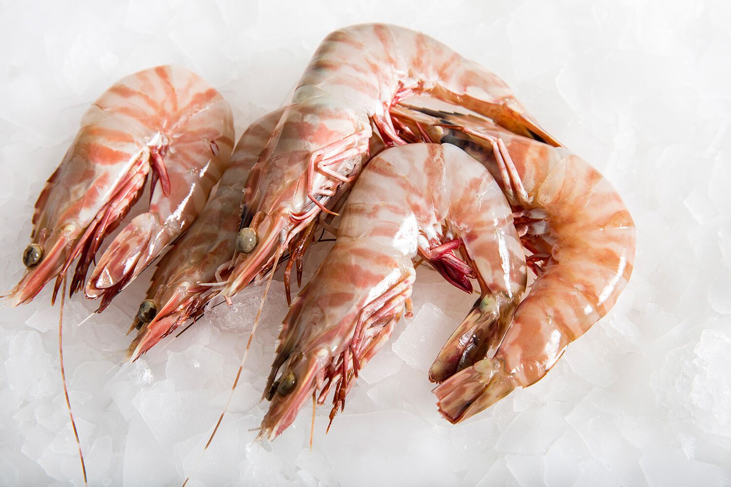 Queensland Raw Tiger Prawn U/6 (5kg box) β Yokohama Seafood Trading