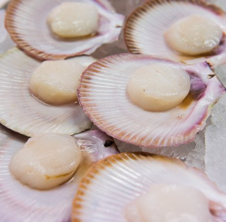 Open Scallop Shell Half